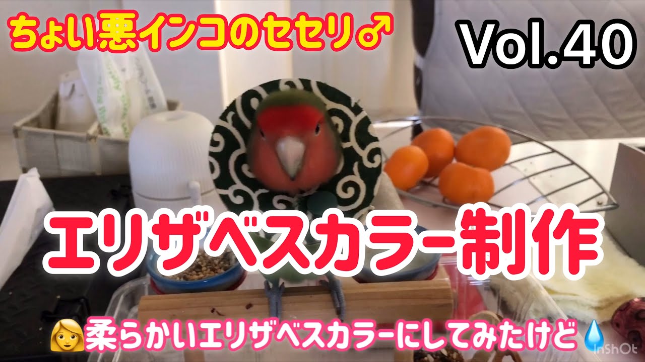インコエリザベスカラー制作 Choiwaru Inko Youtube