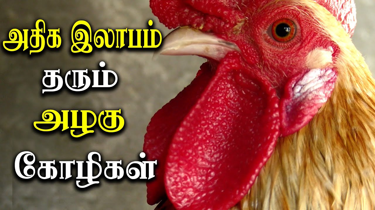 profitable fancy chicken farm agriculture and organic farming YouTube