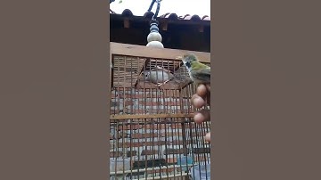 Prenjak lumut mental baja baru dapet langsung tarung (di pegang tangan) #viral #fypシ #shortvideo