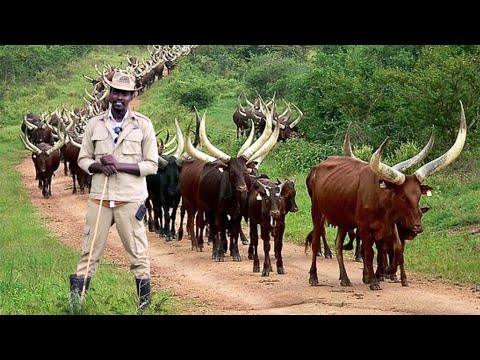 MILLIONAIRE ANKOLE COW FARMING BUSINESS IN UGANDA  AMAZING