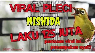 pleci NISHIDA viral seharga 125 juta !!! Masteran pleci Nishida..