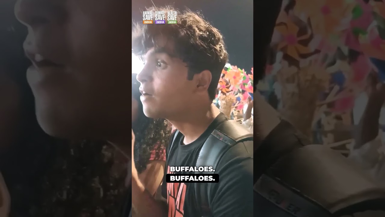 Have you seen stray cows on the streets? 