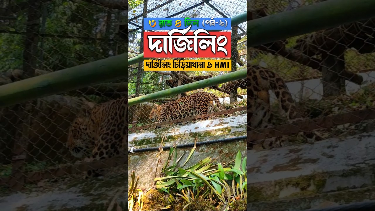 Batasia Loop to Darjeeling zoo vlog | Darjeeling tour guide #darjeeling #travelvlog #minivlog #shots