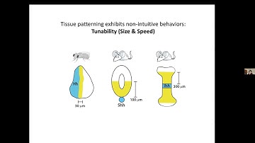 NeurIPS LMRL 2022 keynote talk   Pulin Li