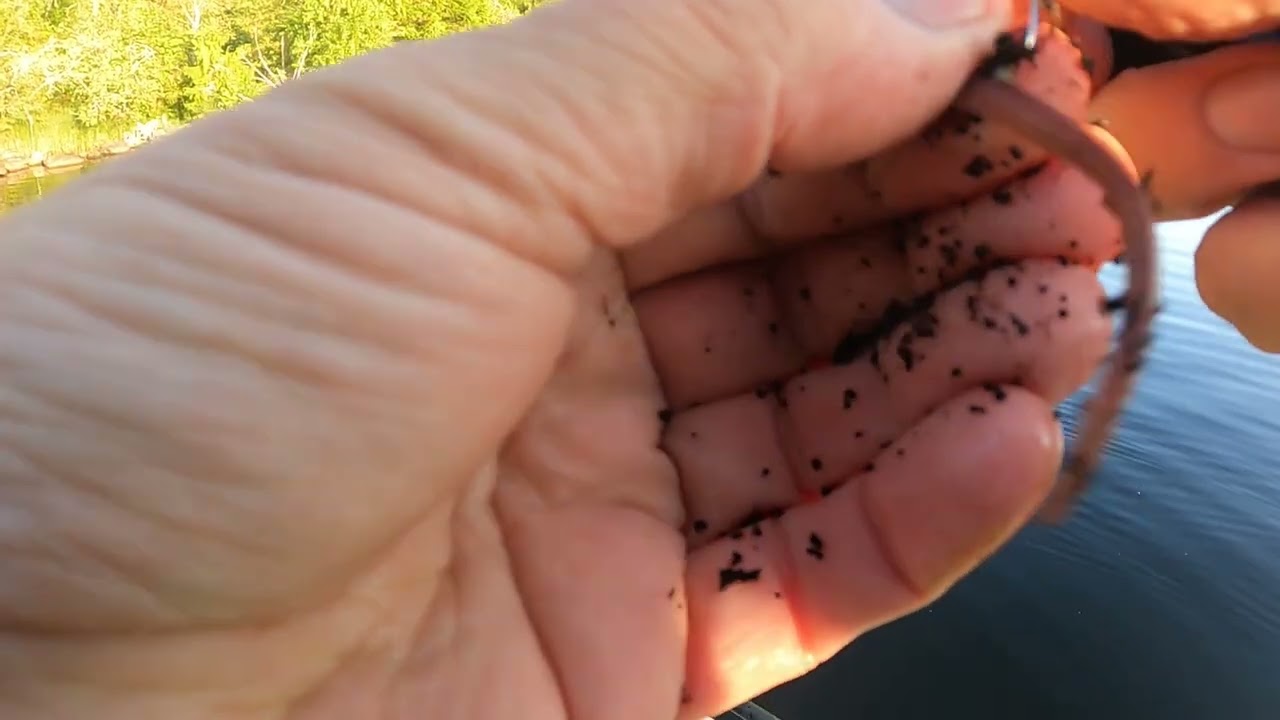 Mato-ongella sorsavedellä