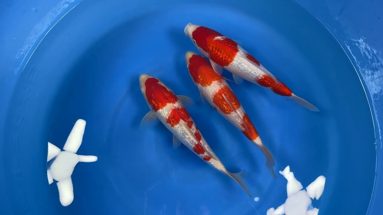 銀鱗紅白♀ 28㎝ / 錦鯉通販販売【仙助】