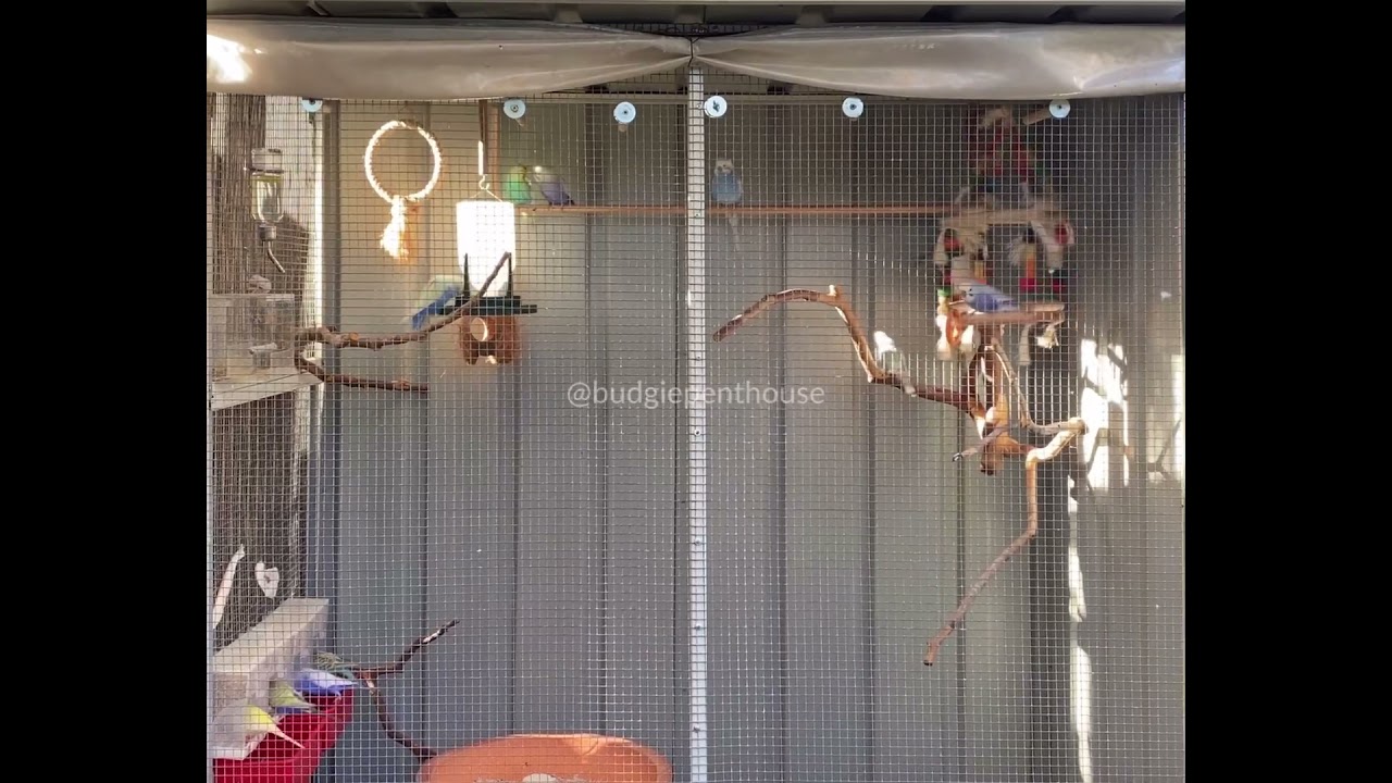 Perfect aviary set up for budgies