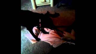 Brittney Playing With Her Dogs Baylee And Penelope