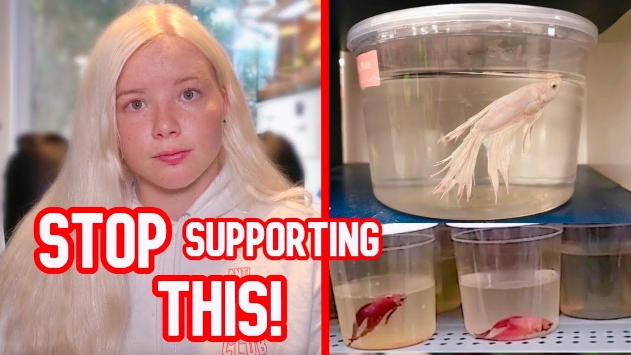 STOP Rescuing Fish from Chain Pet Stores YouTube