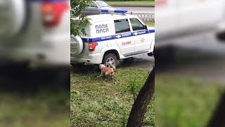 Менты пристрелили стаффорда без намордника. Real video Менты пристрелили стаффорда без намордника. Real video