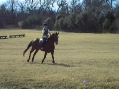 Greenwood Training Water (Alexa & Crystal Clear)