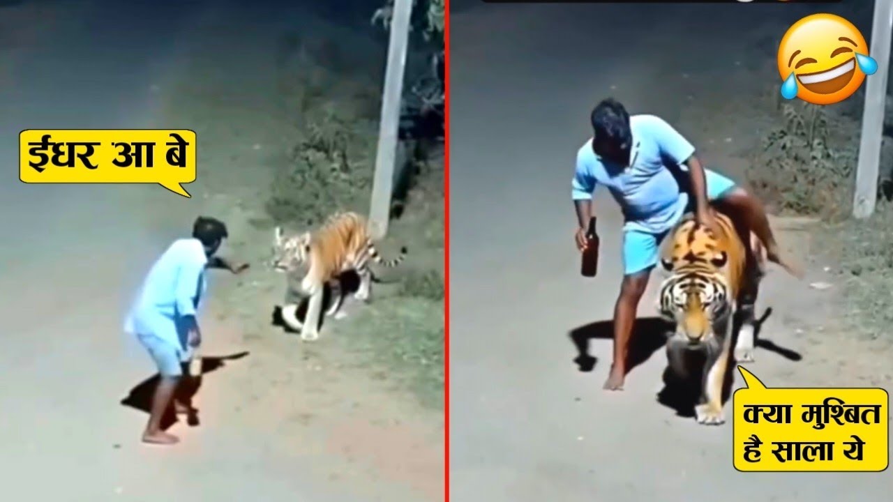 नशे में टाइगर के ऊपर ही बैठ गया और फिर जो हुआ 😲😂ll Animal funniest moment recorded on camera 