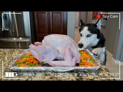 Will My Dog Steal The Thanksgiving Turkey? Spy Cam!