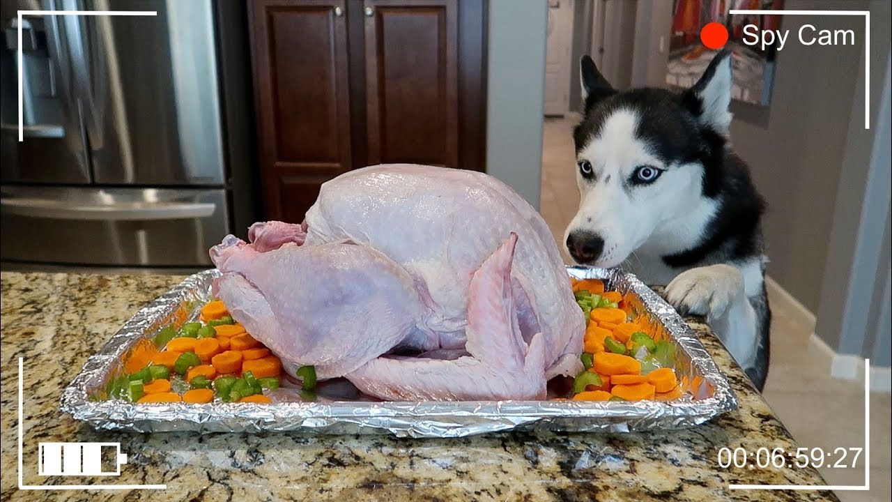 can dogs eat thanksgiving turkey