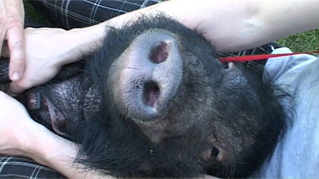 Prasátka v domácnosti (Bestiář - pořad TV Genus Plus)