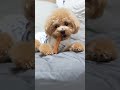 犬のおやつを簡単に回収する方法w #Shorts