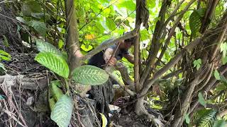 Peligroso el camino para conseguir Malangas. | “Las niñas del basurero” (video 3) 