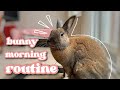 Morning rabbit routine 2023