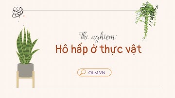 Thí nghiệm:  Hô hấp ở thực vật - Khoa học tự nhiên 7 - OLM.VN