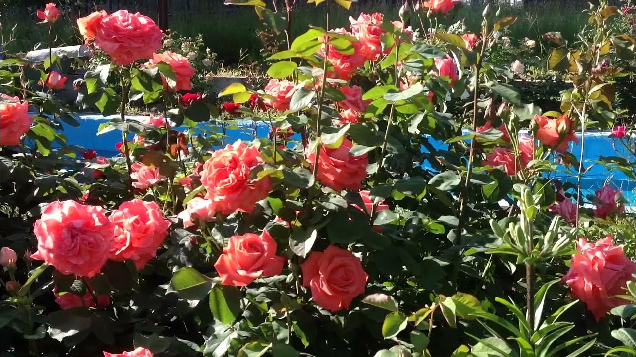 Ди Ди Бриджуотер (Dee Dee Bridgewater) - Усадьба роз