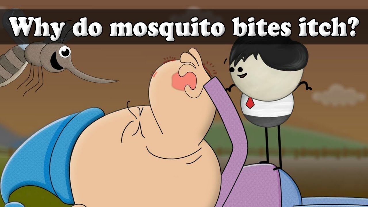 Why Do Mosquito Bites Itch??? - YouTube