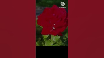 ان كاشف العذاب قليلا . سورة الدخان . الشيخ هزاع البلوشي