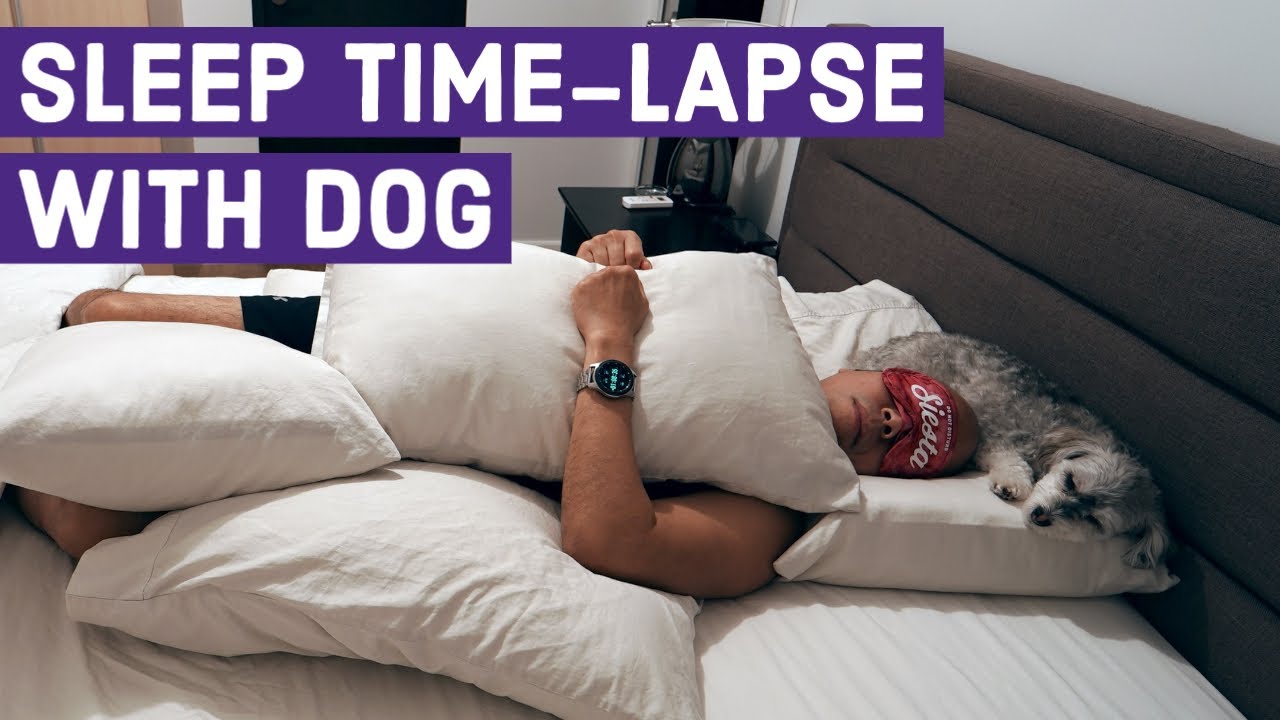Sleep TimeLapse with Dog 5.5 Hours of Sleep in 3 Minutes YouTube