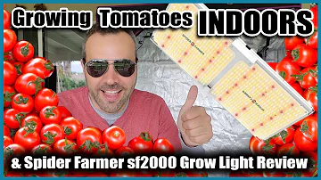Kolik LED světla pro sazenice rajčat?