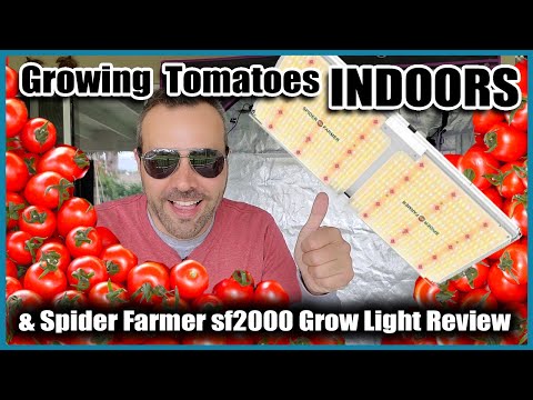 Video: Memo For Growing Tomatoes