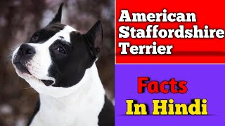 American Staffordshire terrier facts in hindi by Pomtoy Dishu 306 views 2 years ago 2 minutes, 20 seconds