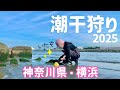 【無料で潮干狩り】横浜の野島公園で大型アサリが大漁!?今年の潮干狩りの状況は!?【2025.3】