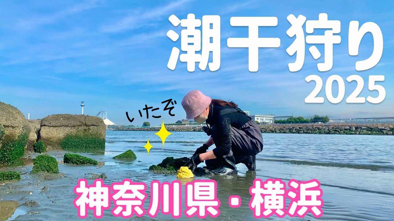 【無料で潮干狩り】横浜の野島公園で大型アサリが大漁!?今年の潮干狩りの状況は!?【2025.3】