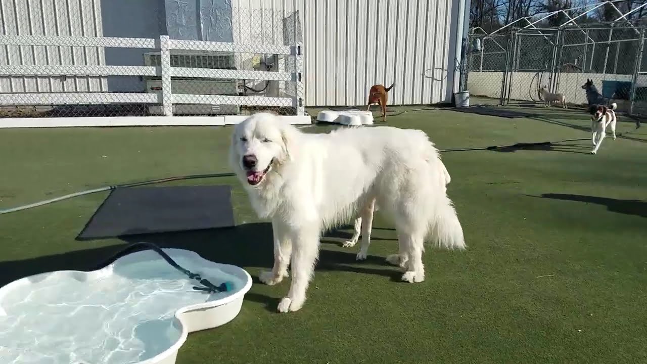 Playtime at Dogs On The Farm & Cats Too!