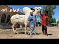 World famous bull king murshad ll biggest dhani fateh jang bulls of farrukh cattle farm