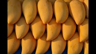 How to identify artificially ripened mangoes| Toxic Chemicals| Carbide