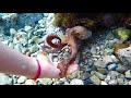 My Octopus Friend