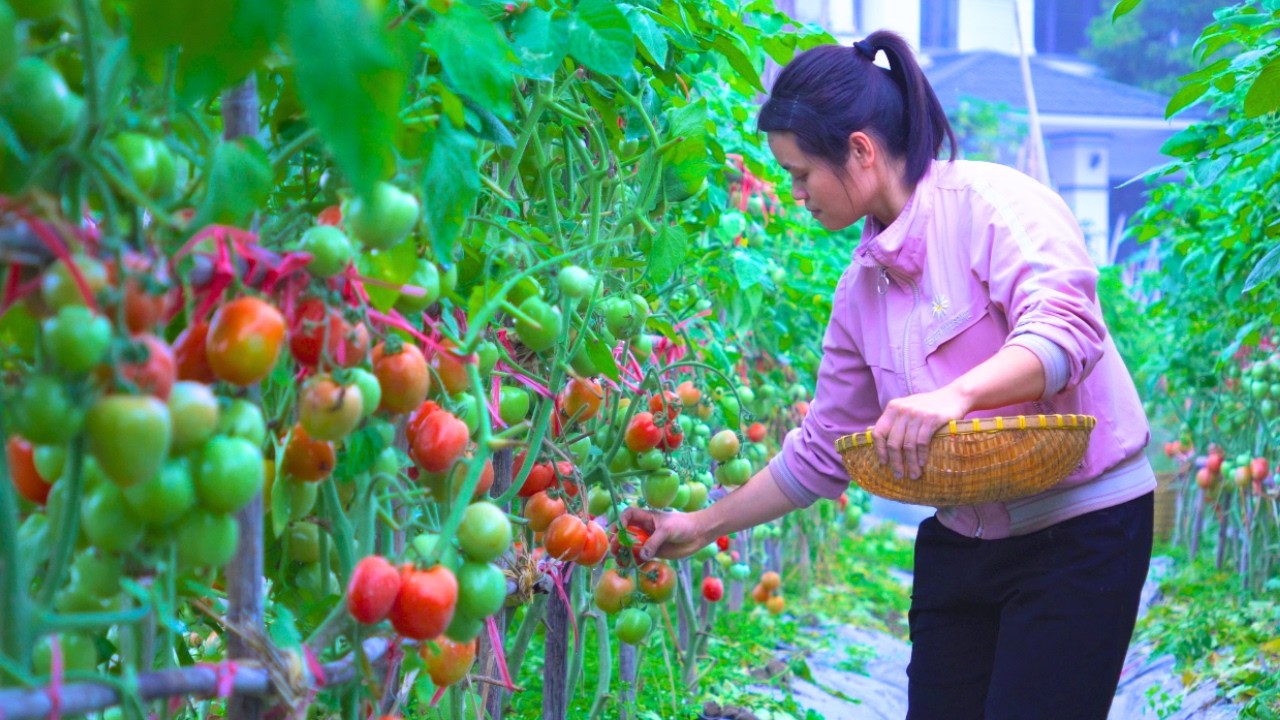 From Garden to Paste | Harvesting Tomatoes in a Quiet Rural Life