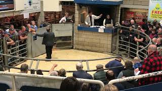 1st prize and record price equalling Derbyshire Gritstone tup lamb (2021)