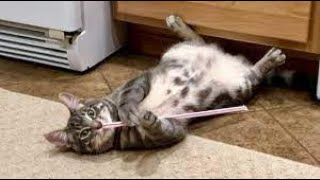 Funny Cats Like To Play With Straws - (Funny Cat Video) #cat #catplaying  #cutecat  #funnycats #fun by Animals and Pets  374 views 3 months ago 1 minute, 22 seconds