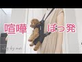 勝つのどっち？先住犬vs赤ちゃん犬/衝撃抱っこ紐【ティーカッププードル】