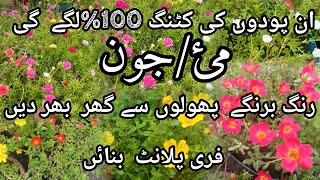 Permenent plants grow by cuttings/Permenent plants that grow in may june month Urdu/Hindi