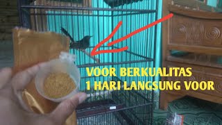 CARA CEPAT PENGEVOERAN MURAI BATU BAHAN // 1MINGGU UDAH MAU MAKN VOER KASAR