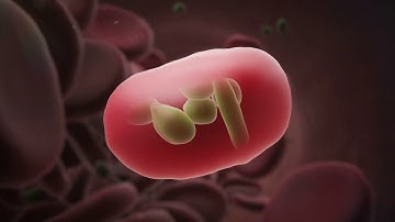 Malaria 3D Animation Shows How the Red Blood Cells are Infected