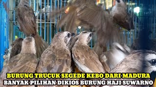 BURUNG TRUCUK SEGEDE KEBO DARI MADURA BANYAK PILIHAN DIKIOS HAJI SUWARNO PASAR BURUNG PRAMUKA