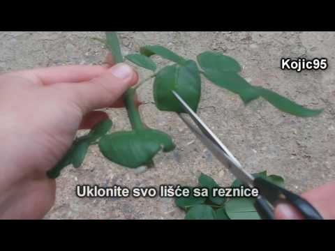 Video: Razmnožavanje ruža zelenim reznicama - opis metode