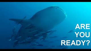 Are you ready for the Similan Islands diving season?
