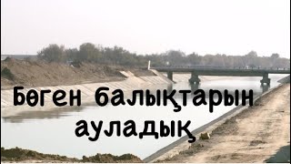 Бөген балықтарын ауладық!