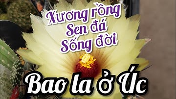 🇦🇺- Nhiều loại xương rồng, sen đá, sống đời..ở Úc- Cuộc sống ở Úc #67