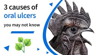 3 Causes Of Oral Ulcers In Poultry That You Probably Didnt Know