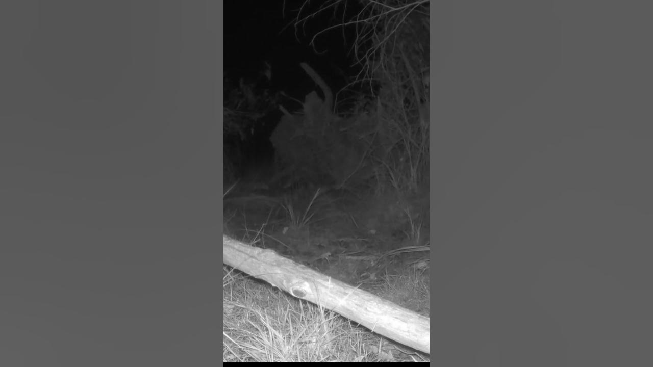 what-animal-is-so-fast-youtube